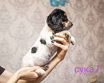 Собаки в Рязани: Щенок девочка 7 Девочка, 16 000 руб. - фото 2