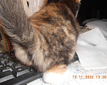 Кошки в Химках: Мейн-кун+британец котята бесплатно Мальчик, Бесплатно - фото 7