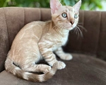Кошки в Пушкино: Мальчик минк Мальчик, Бесплатно - фото 1