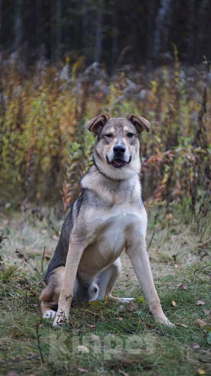 Собаки в Ногинске: Марти - веселый щенок в поиске дома Мальчик, Бесплатно - фото 9