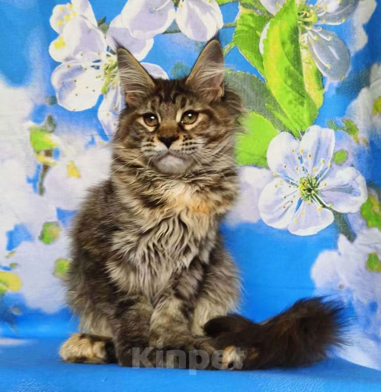 Кошки в Москве: Котёнок Мейн-Кун Полидакт. Девочка Девочка, 100 000 руб. - фото 2