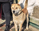 Собаки в Москве: Метис шарпея в добрые руки Мальчик, Бесплатно - фото 4