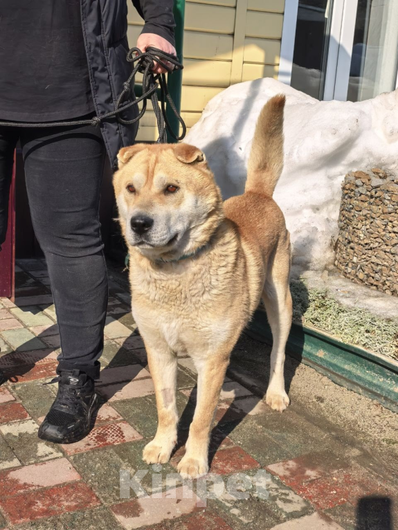 Собаки в Москве: Метис шарпея в добрые руки Мальчик, Бесплатно - фото 4