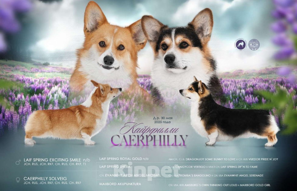 Собаки в Воронеже: Щенки Вельш Корги Пемброк Девочка, 75 000 руб. - фото 6