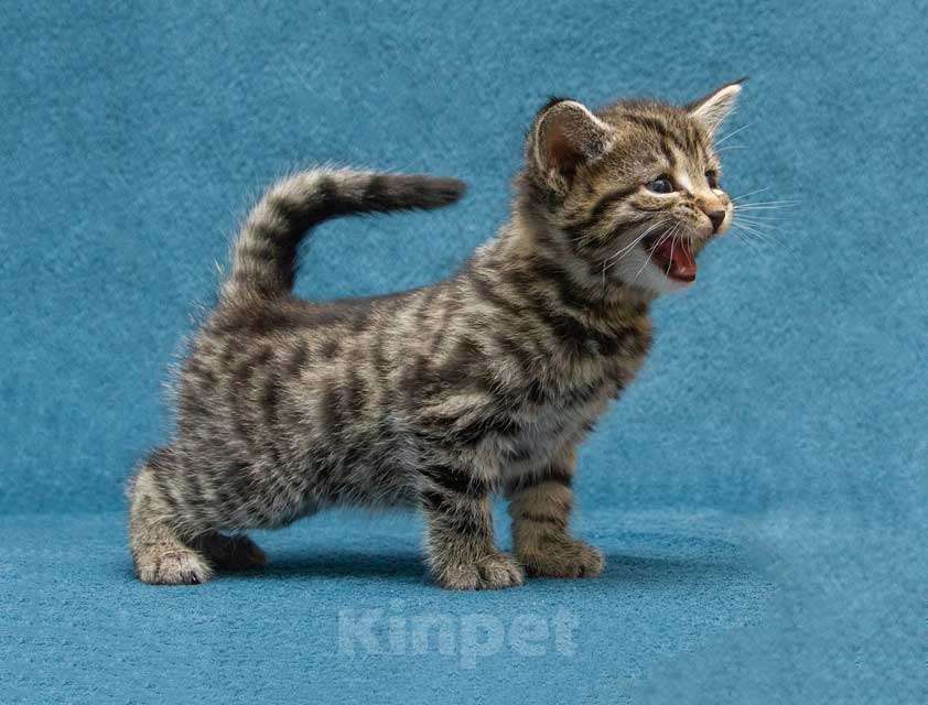 Кошки в Москве: Крохи-котята ищут дом и надёжных, заботливых хозяев Мальчик, Бесплатно - фото 6