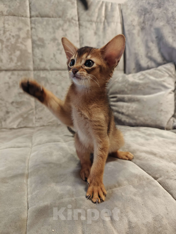 Кошки в Мытищах: Абиссинские котята в домашние любимцы Мальчик 2 Мальчик, 45 000 руб. - фото 1