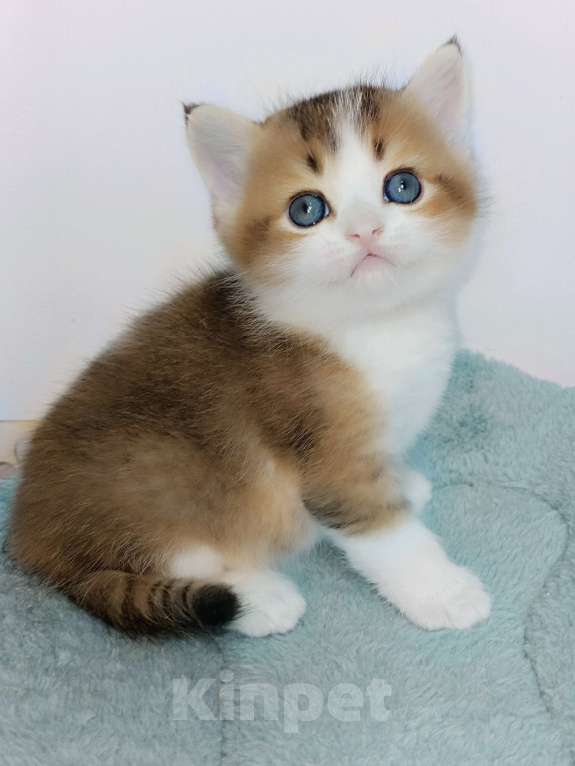 Кошки в Москве: Гарри Мальчик, 25 000 руб. - фото 1