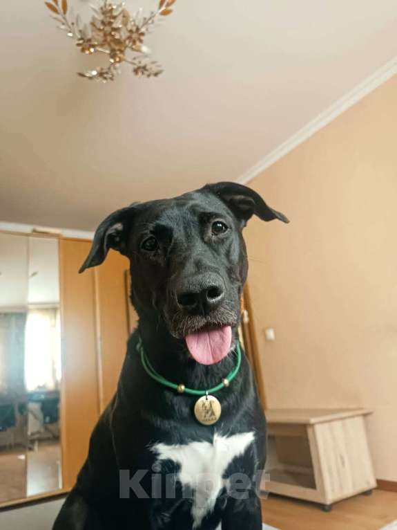 Собаки в Москве: Отдадим собаку Девочка, Бесплатно - фото 2