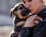 Собаки в Москве: Очаровательная Эмили ищет дом! Девочка, Бесплатно - фото 4