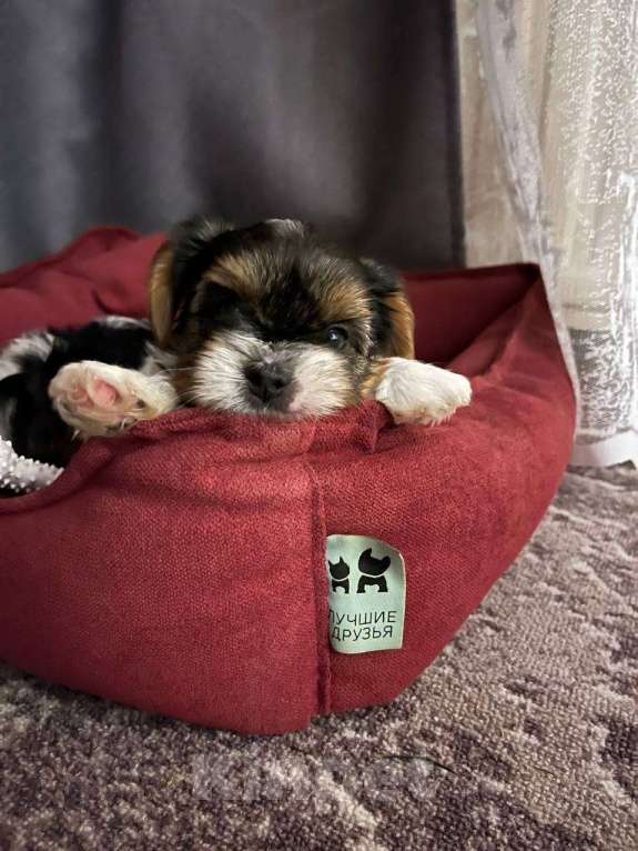 Собаки в Вологде: Щенок бивер терьера Мальчик, 45 000 руб. - фото 1