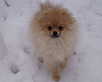 Собаки в Москве: Чудесный мальчик - ЖОРИК Мальчик, 30 000 руб. - фото 3