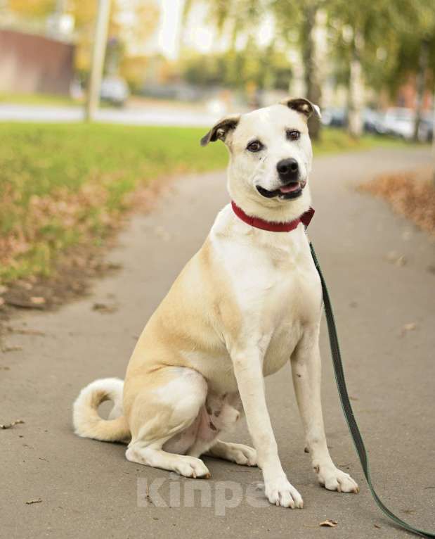 Собаки в Москве: Илай в добрые руки Мальчик, 1 руб. - фото 5