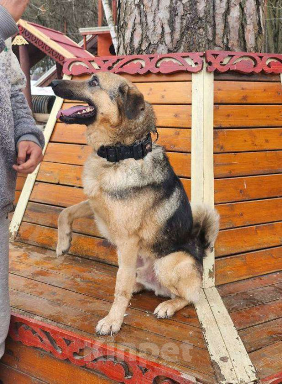 Собаки в Москве: Простил людям непростительное  Мальчик, Бесплатно - фото 3