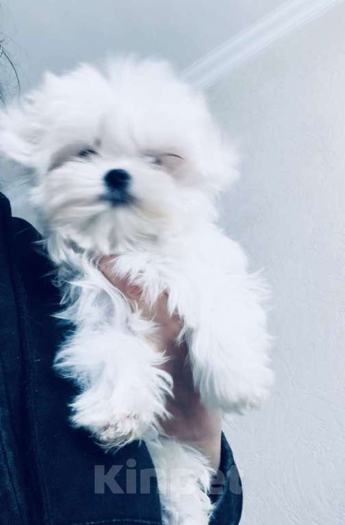 Собаки в Москве: Девочка мальтезе Корея Девочка, 80 000 руб. - фото 3