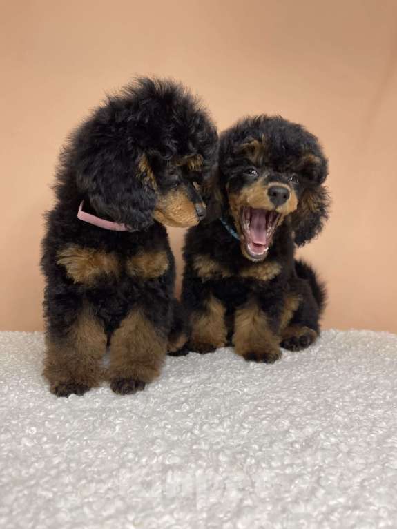 Собаки в Калуге: Пудель той/миниатюра фантом  Мальчик, 80 000 руб. - фото 4