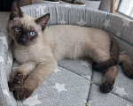 Кошки в Жуковском: Котенок мальчик в добрые руки Мальчик, Бесплатно - фото 10