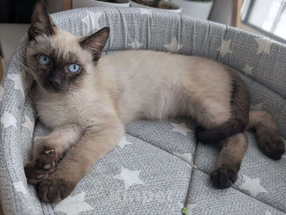 Кошки в Жуковском: Котенок мальчик в добрые руки Мальчик, Бесплатно - фото 10
