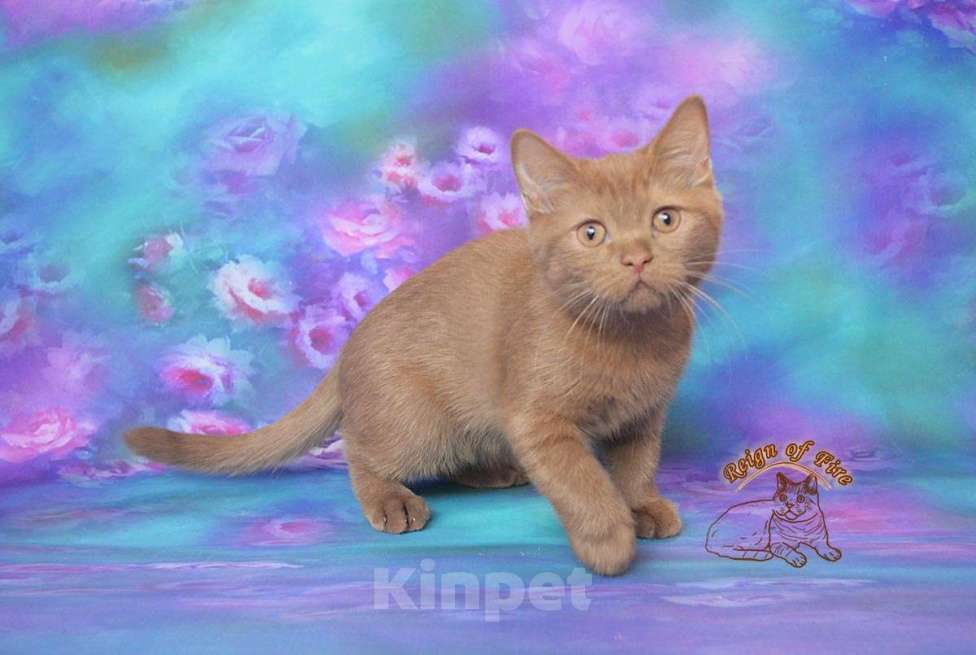 Кошки в Краснодаре: Британский котик к/ш Мальчик, Бесплатно - фото 4