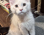 Кошки в Петергофе: Мальчик очень нежного окраса Мальчик, 45 000 руб. - фото 2