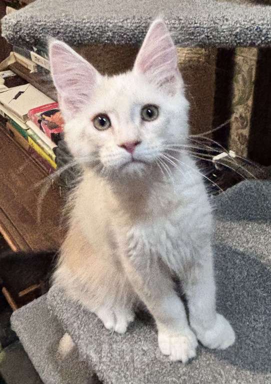 Кошки в Петергофе: Мальчик очень нежного окраса Мальчик, 45 000 руб. - фото 2