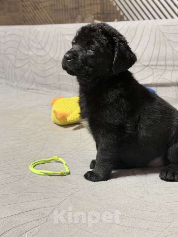 Собаки в других городах Московской области: Черный щенок лабрадора Девочка, 80 000 руб. - фото 4