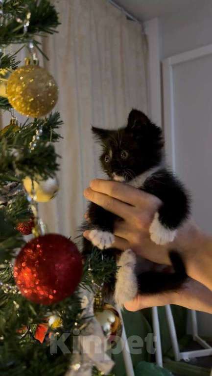 Кошки в Москве: котята ищут дом Мальчик, Бесплатно - фото 9