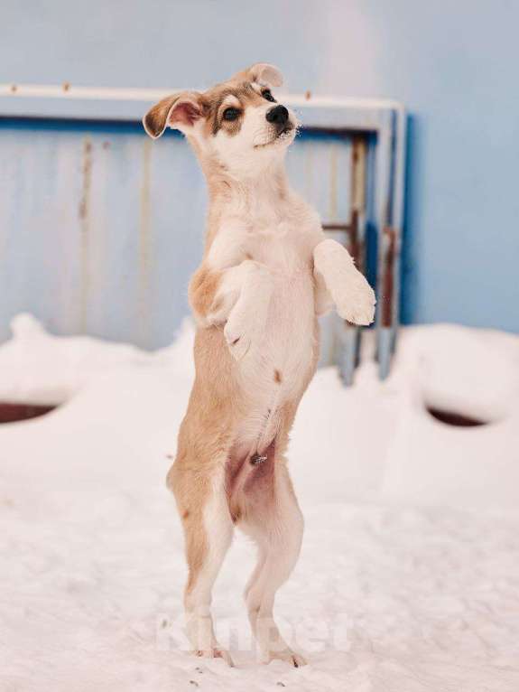 Собаки в других городах Московской области: Анри якутенок Мальчик, Бесплатно - фото 5