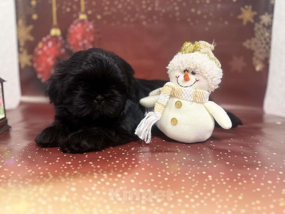 Собаки в Смоленске: Сладкий пирожочек ши тцу д р 27.09.25 от красивых родителей . Документы РКФ вет паспорт . Мальчик, 40 000 руб. - фото 1