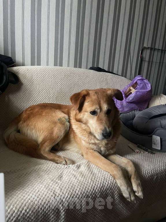 Собаки в Санкт-Петербурге: Даром в добрые руки Мальчик, Бесплатно - фото 3