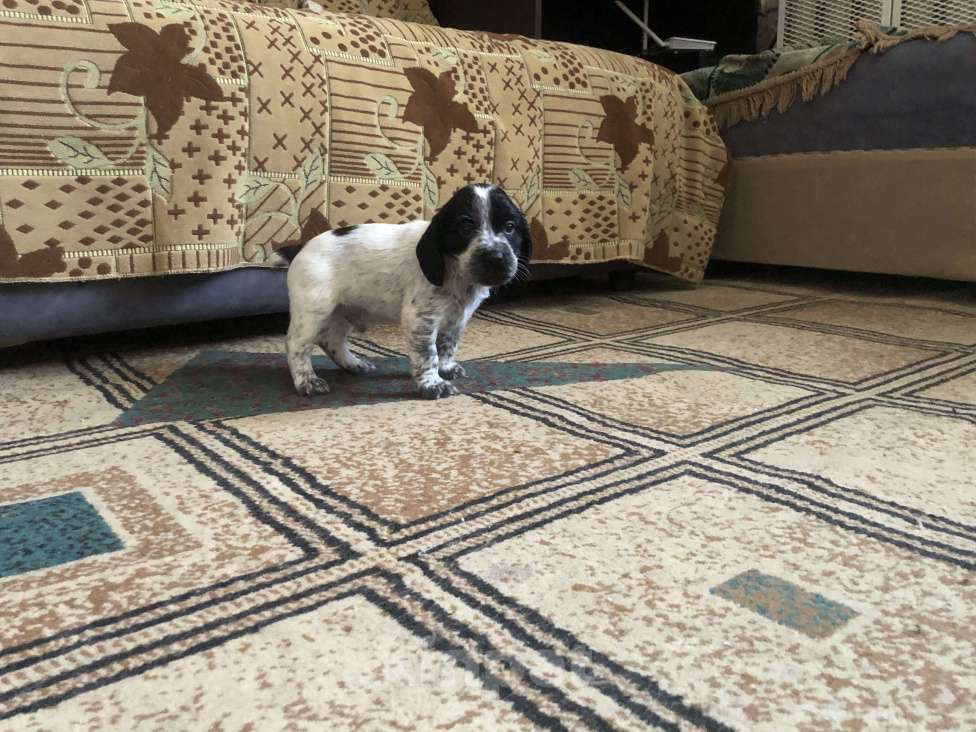 Собаки в Липецке: Продам щенков Мальчик, 12 000 руб. - фото 4