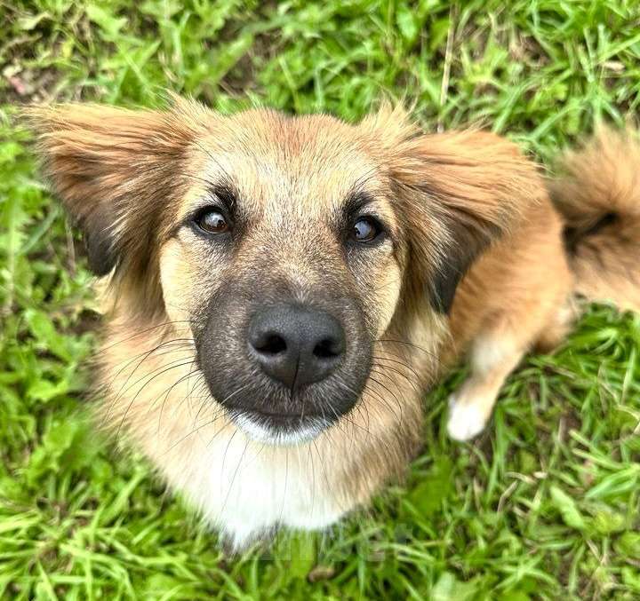 Собаки в Химках: Молли в поисках дома Девочка, Бесплатно - фото 2