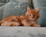 Кошки в Иркутске: Котята породы мейн-кун  Мальчик, 35 000 руб. - фото 3