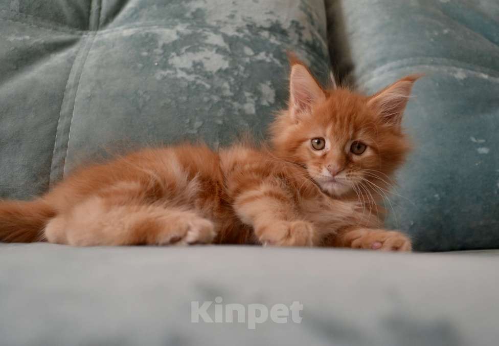 Кошки в Иркутске: Котята породы мейн-кун  Мальчик, 30 000 руб. - фото 3