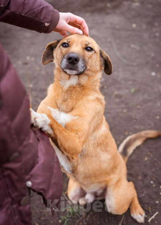 Собаки в Москве: Небольшой мальчик в добрые руки Мальчик, Бесплатно - фото 6