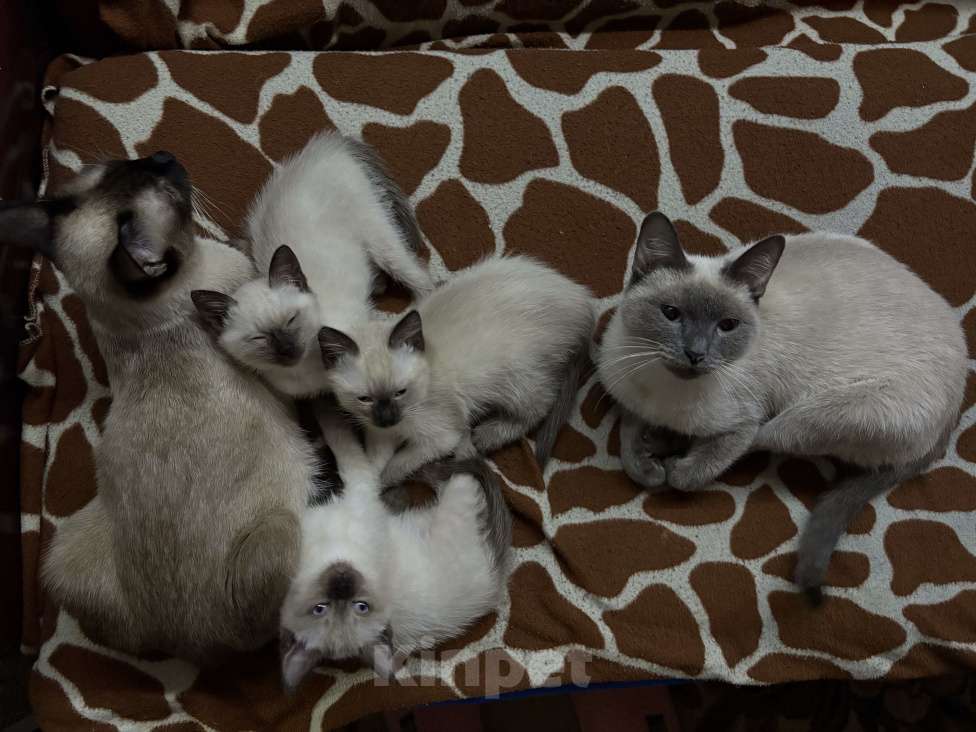 Кошки в Перми: Тайские котята Разнополые, 2 500 руб. - фото 4
