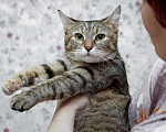 Кошки в Санкт-Петербурге: самая лучшая Мура! Девочка, Бесплатно - фото 6