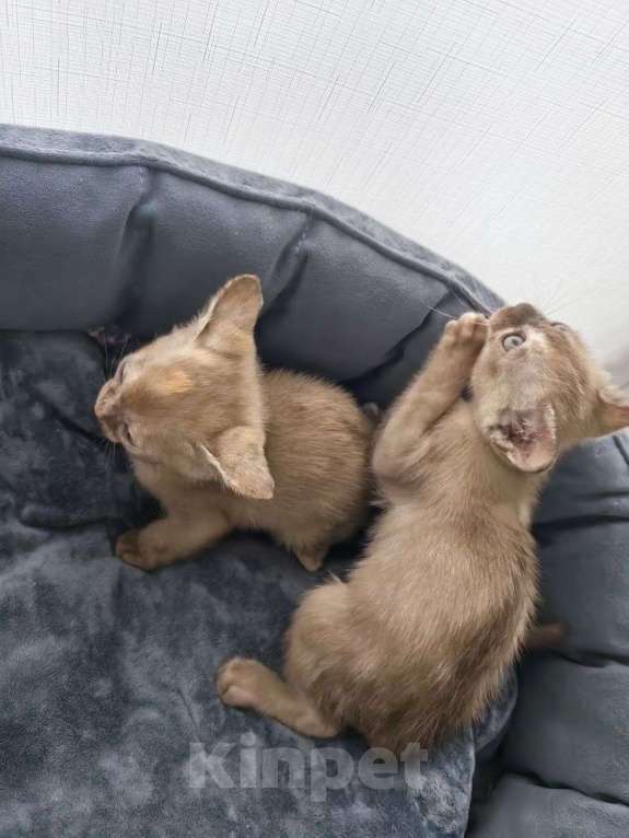 Кошки в Санкт-Петербурге: Бурманские котята девочки Девочка, 23 000 руб. - фото 4