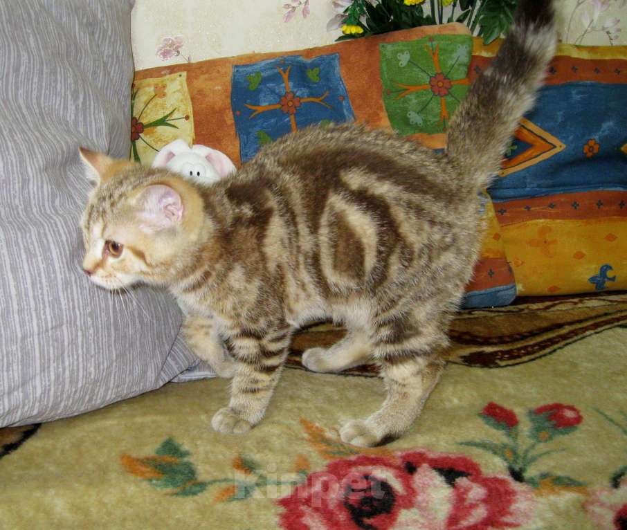 Кошки в Ставрополе: Шотландские красавчики Мальчик, 10 000 руб. - фото 5