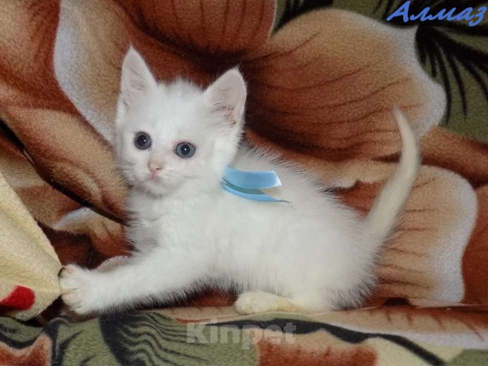 Кошки в Москве: Анатолийские котята (гладкошерстная ангора) Девочка, 8 000 руб. - фото 10
