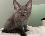 Кошки в Ростове-на-Дону: Котенок мейн кун Девочка, 35 000 руб. - фото 3
