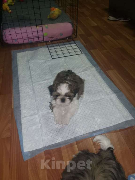 Собаки в Москве: Белла  Девочка, 50 000 руб. - фото 1