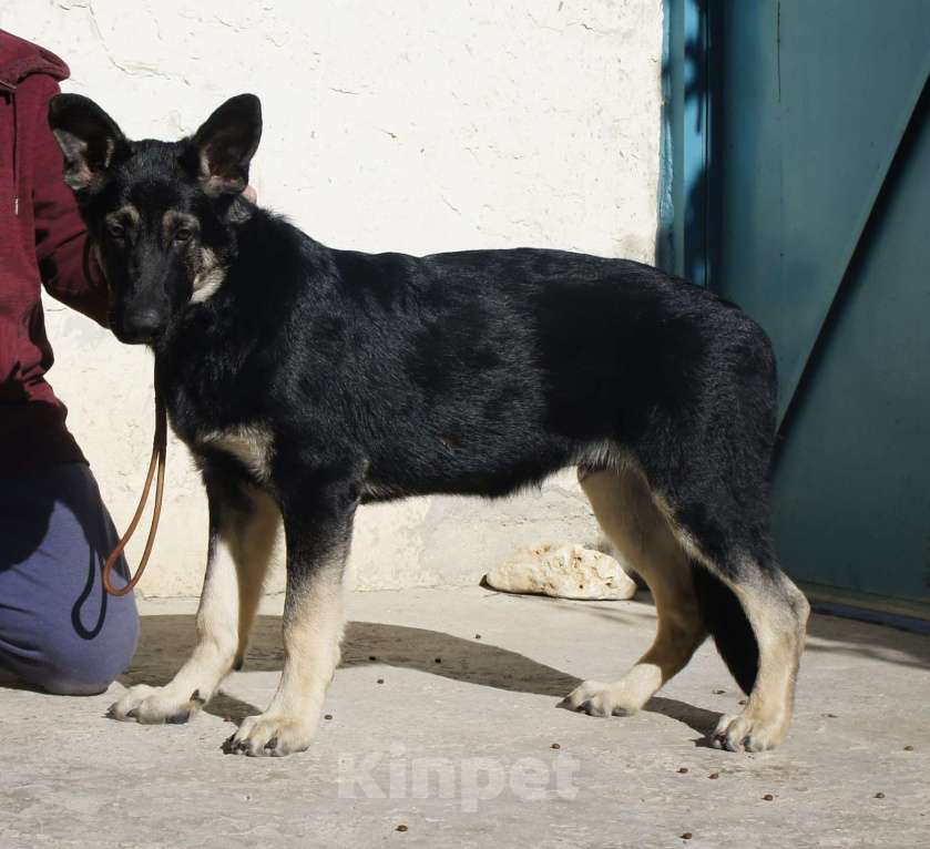 Собаки в Севастополе: щенок восточноевропейской овчарки, документы РКФ Мальчик, 60 000 руб. - фото 2