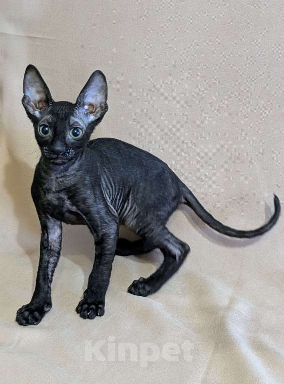 Кошки в Санкт-Петербурге: Корниш-рекс котенок Мальчик, 60 000 руб. - фото 5