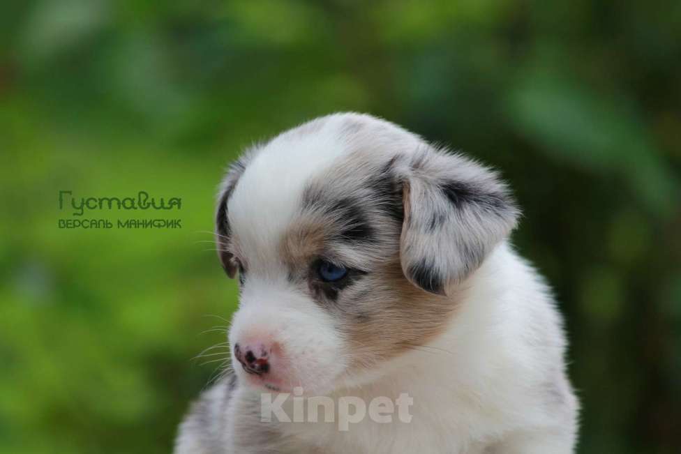 Собаки в Санкт-Петербурге: Версаль Манифик Густавия Девочка, 50 000 руб. - фото 4