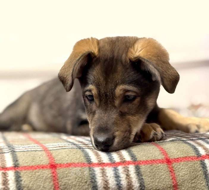 Собаки в Москве: Веселый, ласковый щенок Мартин ищет дом Мальчик, 10 руб. - фото 6