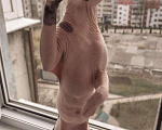 Кошки в Белгороде: Донской финкс, 2 000 руб. - фото 2