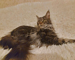 Кошки в Ардоне: Мейн- кун, 5 000 руб. - фото 5
