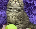 Кошки в Перми: Сибирский котенок Мальчик, 35 000 руб. - фото 3
