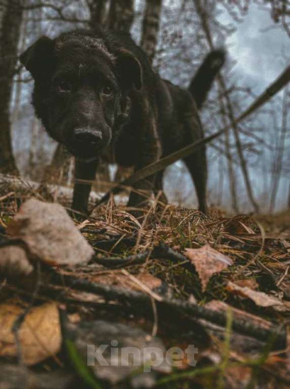 Собаки в Москве: Тиват Мальчик, Бесплатно - фото 2