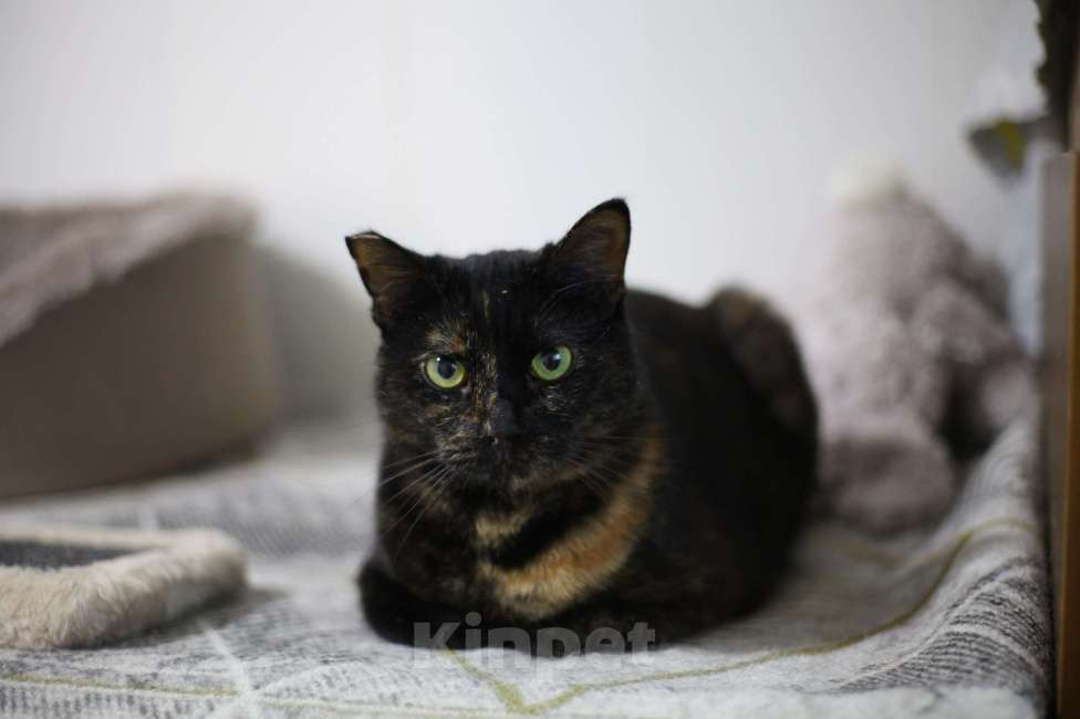 Кошки в Санкт-Петербурге: Скромная Бася Девочка, Бесплатно - фото 2